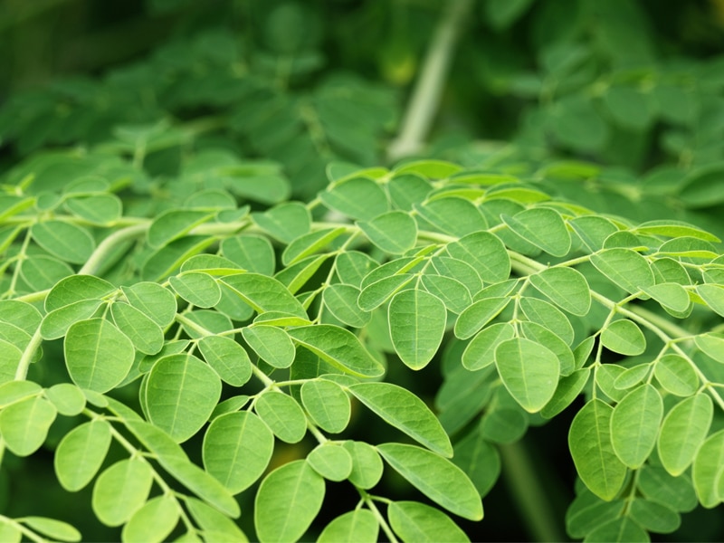 What Everyone Needs To Know About Moringa Oleifera - Naturalhealth