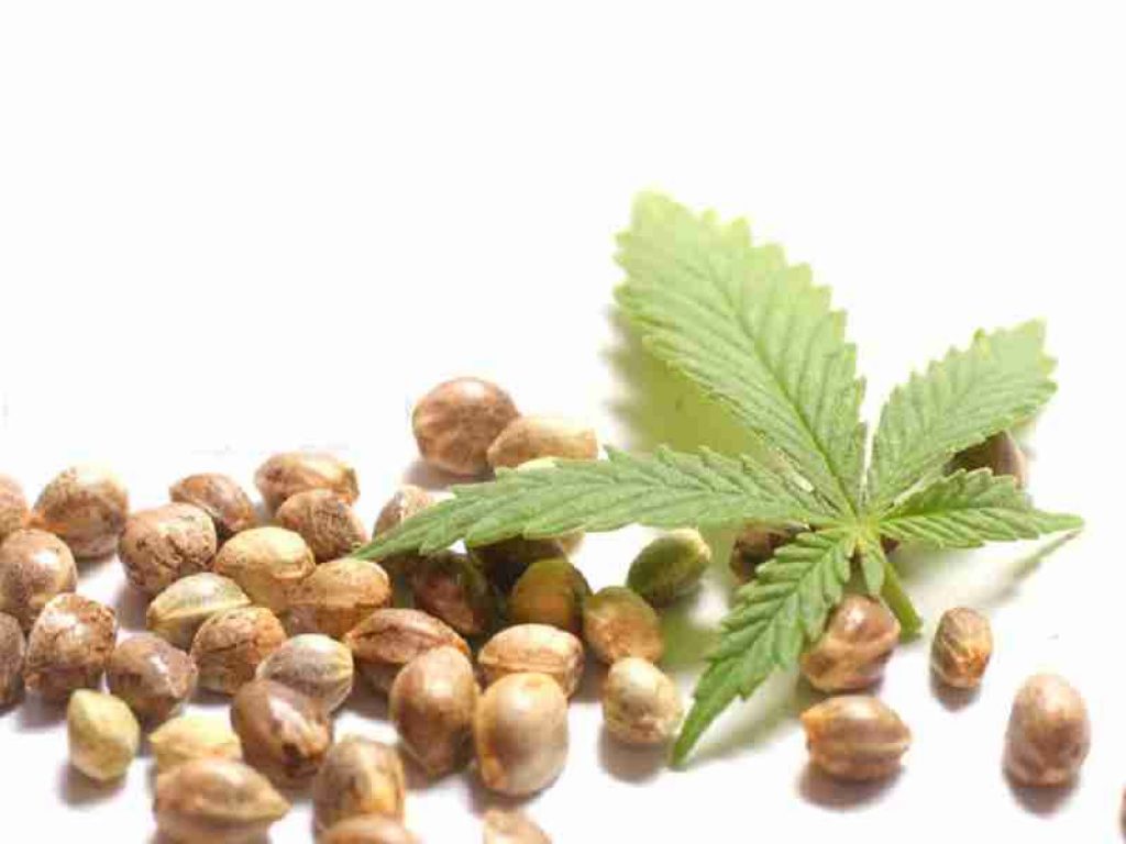 The Ultimate Guide to How Much Hemp Seed Oil Per Day